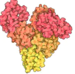 Sigma 牛血清白蛋白 BSA  Cat#A7030  現(xiàn)貨