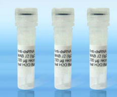 雙鏈RNA 抗體  Anti dsRNA antibody  K1