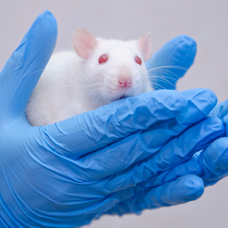 CIA關(guān)節(jié)炎大鼠模型制備、給藥及相關(guān)指標(biāo)檢測(cè)實(shí)驗(yàn)服務(wù)外包價(jià)格